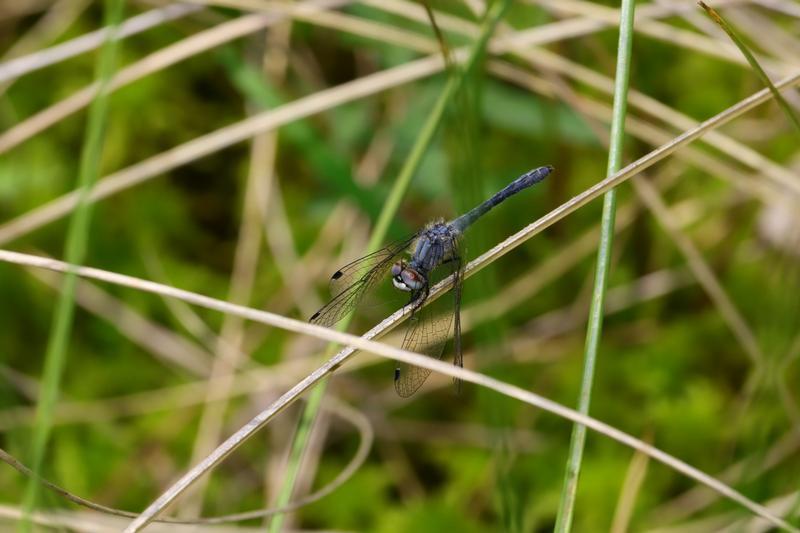 Photo of Elfin Skimmer