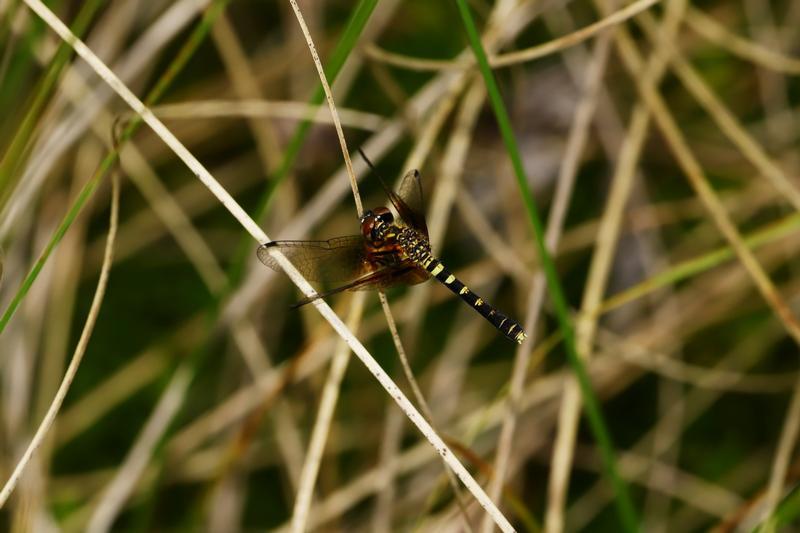 Photo of Elfin Skimmer