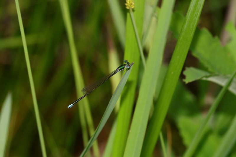 Photo of Sedge Sprite
