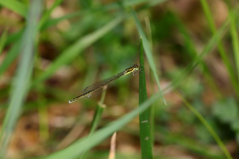 Photo of Sedge Sprite