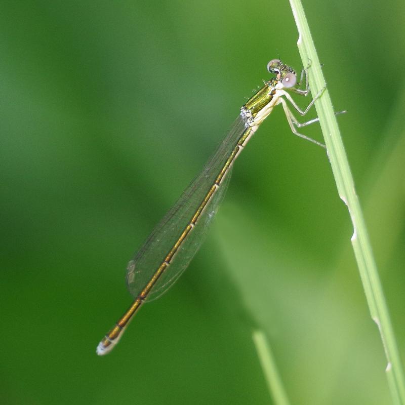 Photo of Sedge Sprite