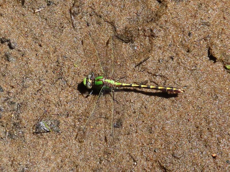 Photo of Sioux Snaketail