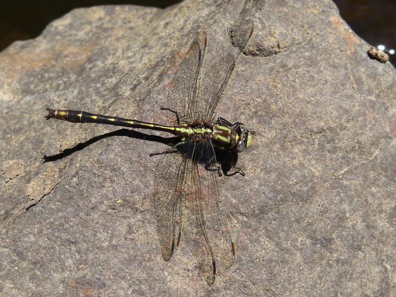 Photo of Ashy Clubtail