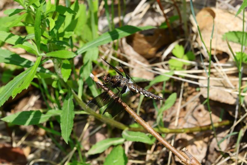 Photo of Common Whitetail