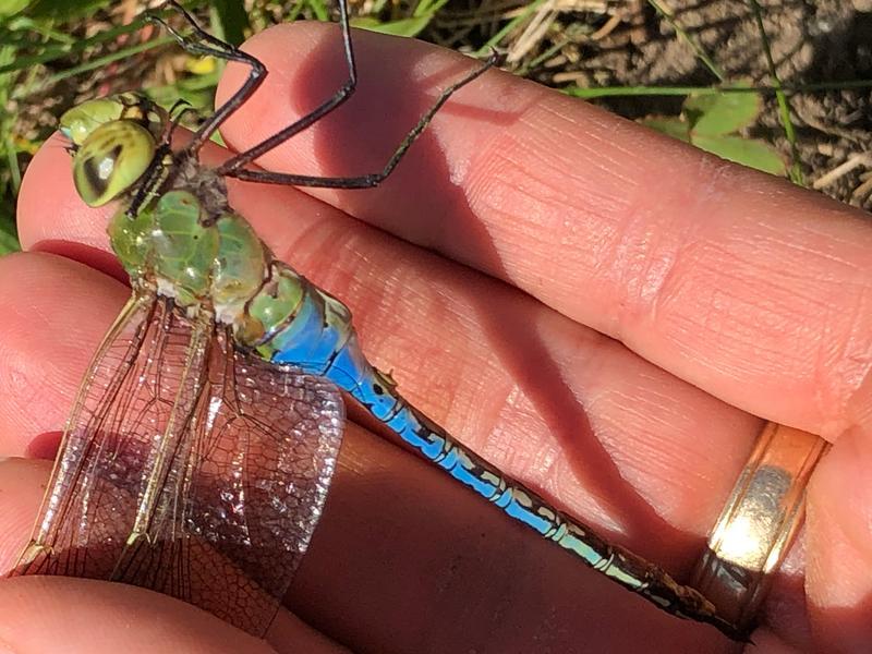 Photo of Common Green Darner