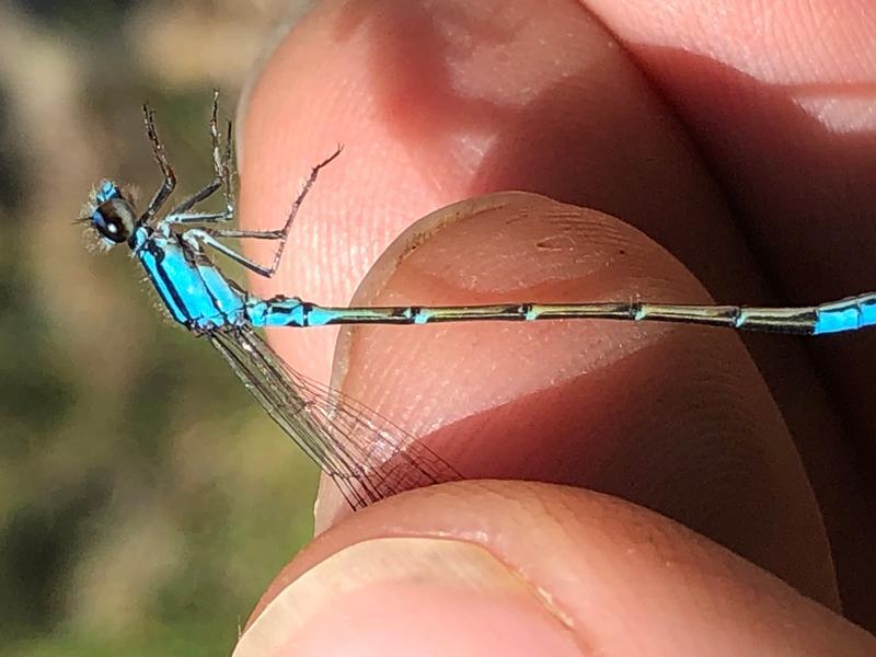 Photo of Skimming Bluet