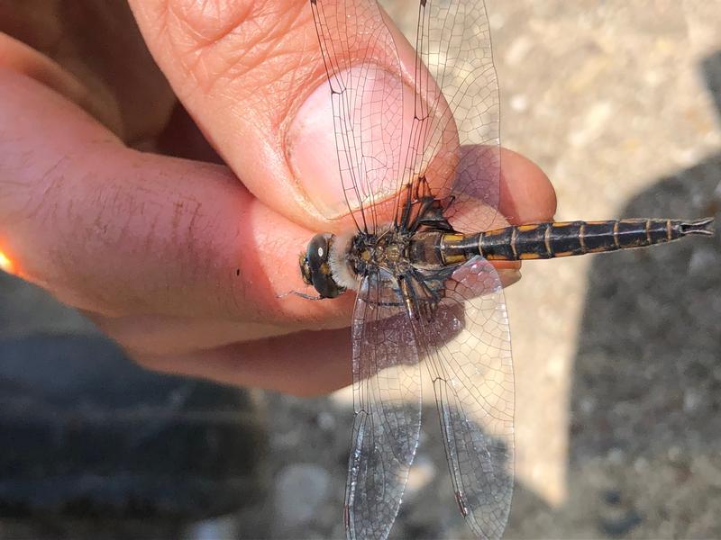 Photo of Common Baskettail