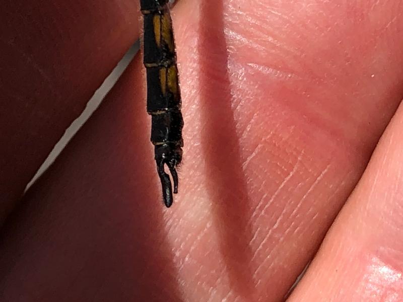 Photo of Common Baskettail