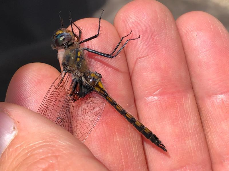 Photo of Common Baskettail