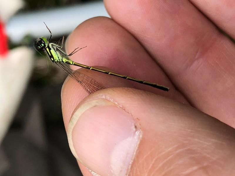 Photo of Fragile Forktail