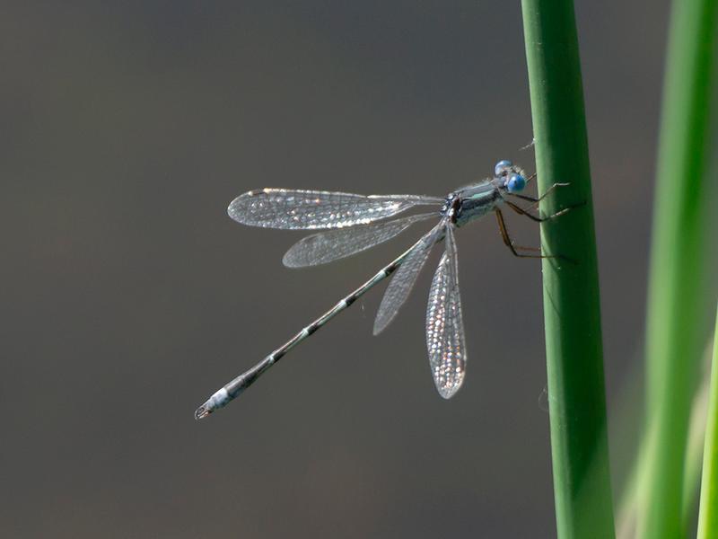 Photo of Southern Spreadwing