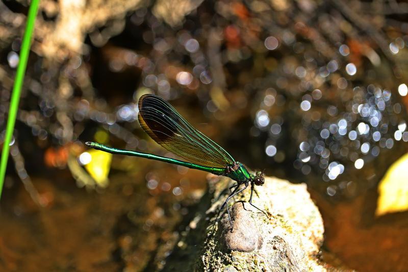 Photo of River Jewelwing