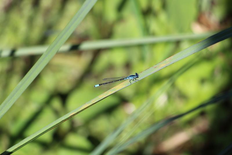 Photo of Skimming Bluet