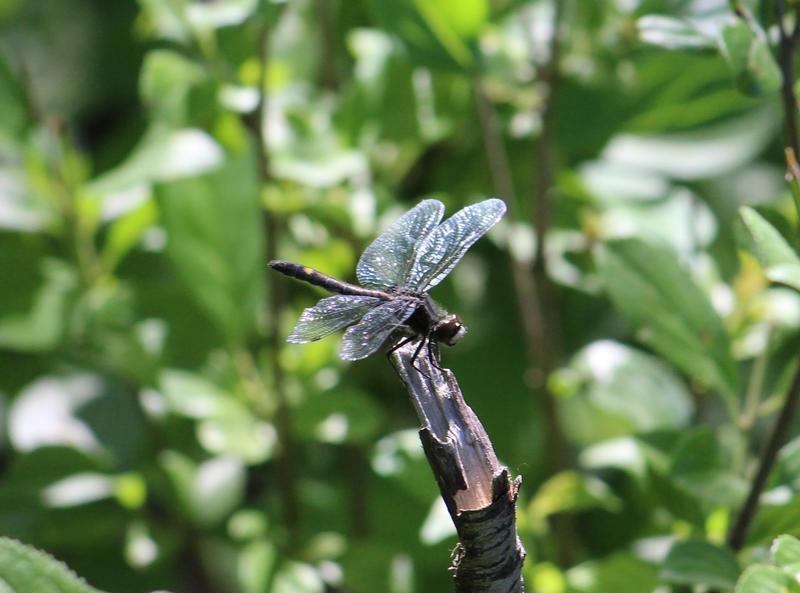 Photo of Dot-tailed Whiteface