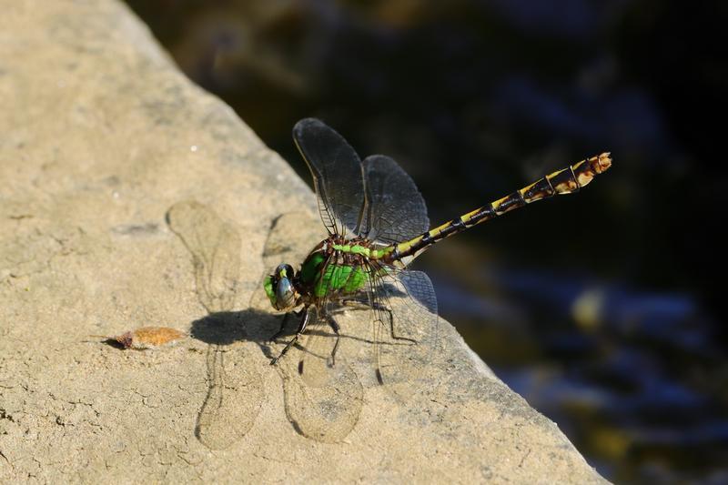 Photo of Sioux Snaketail