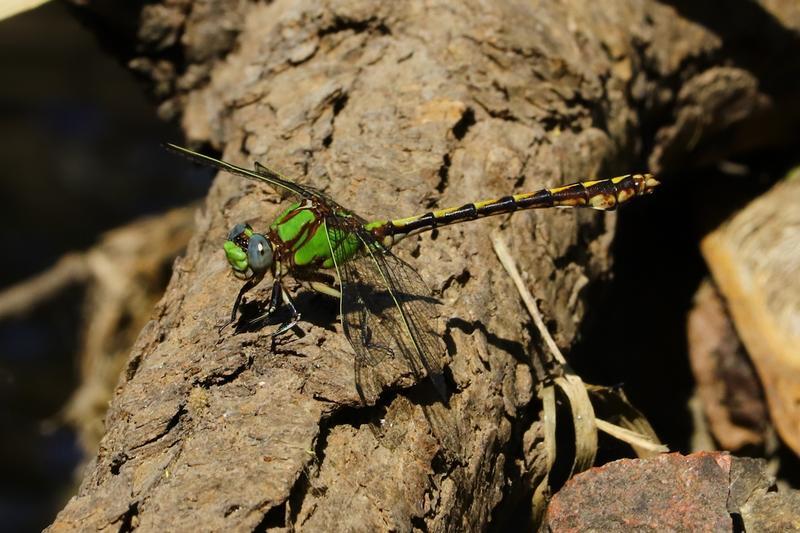 Photo of Sioux Snaketail