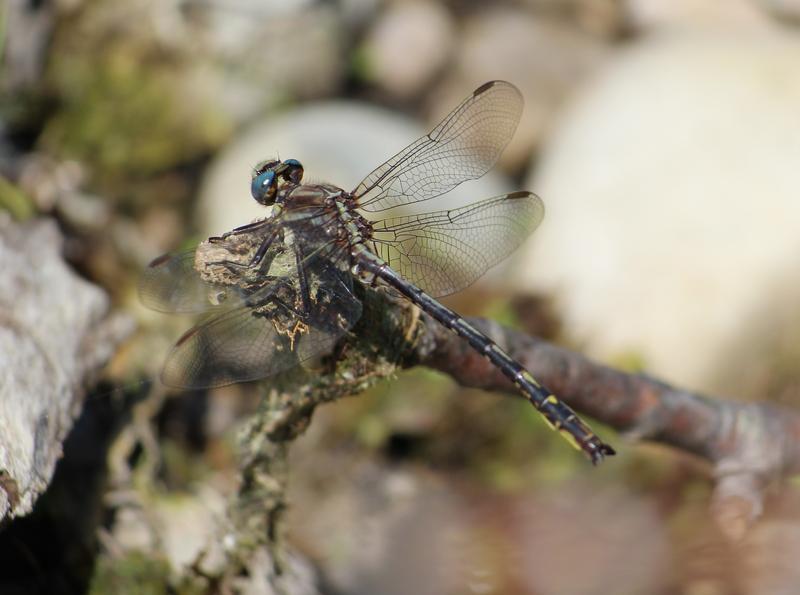 Photo of Dusky Clubtail