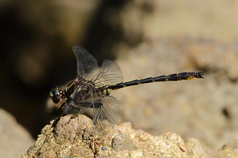 Photo of Ashy Clubtail