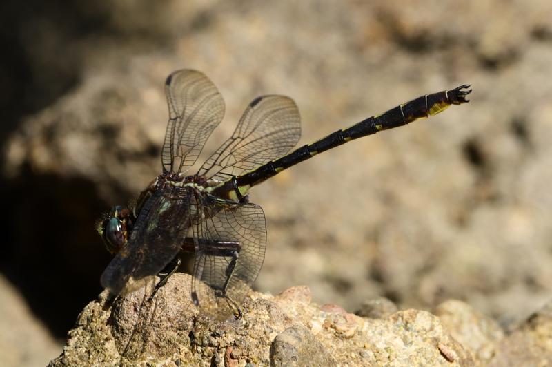 Photo of Ashy Clubtail