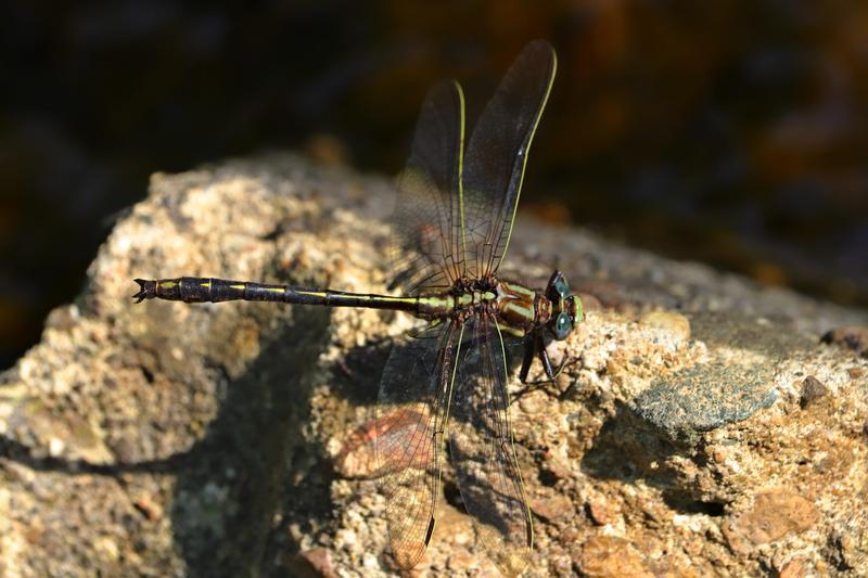 Photo of Ashy Clubtail