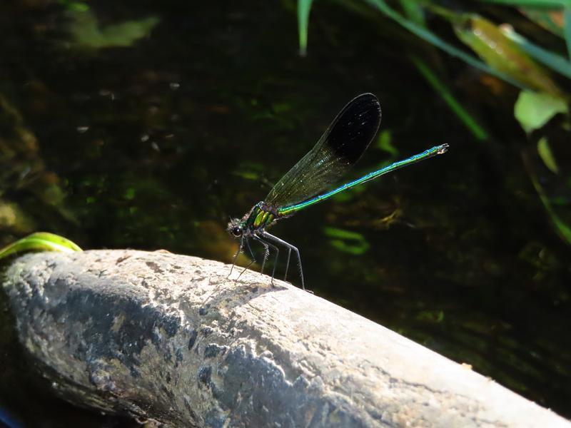 Photo of River Jewelwing