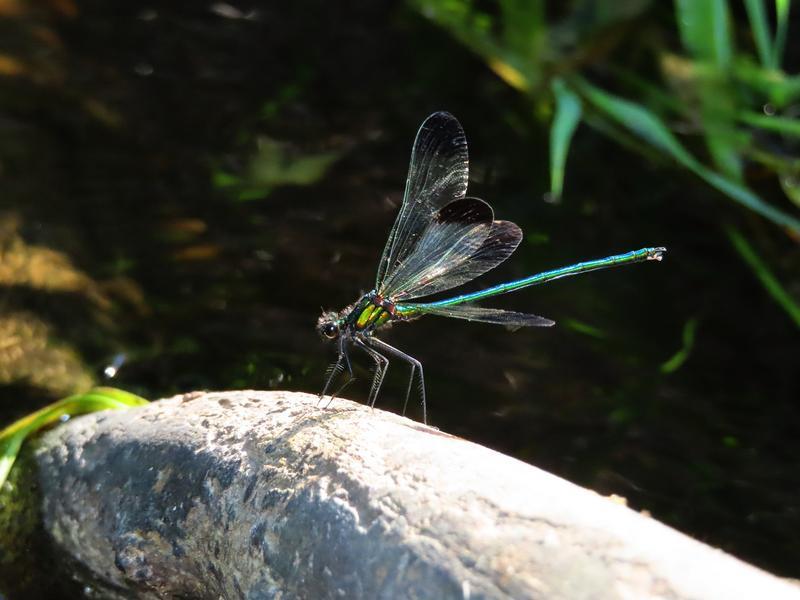 Photo of River Jewelwing