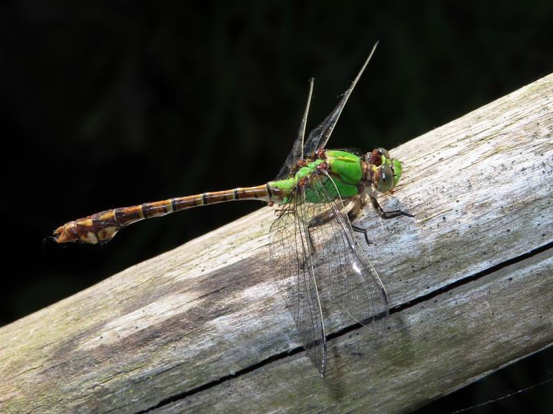 Photo of Rusty Snaketail