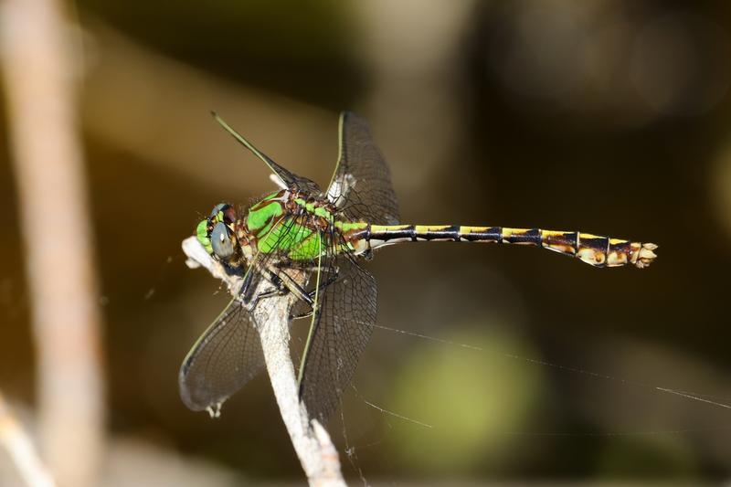 Photo of Sioux Snaketail