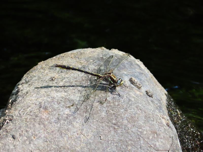 Photo of Ashy Clubtail