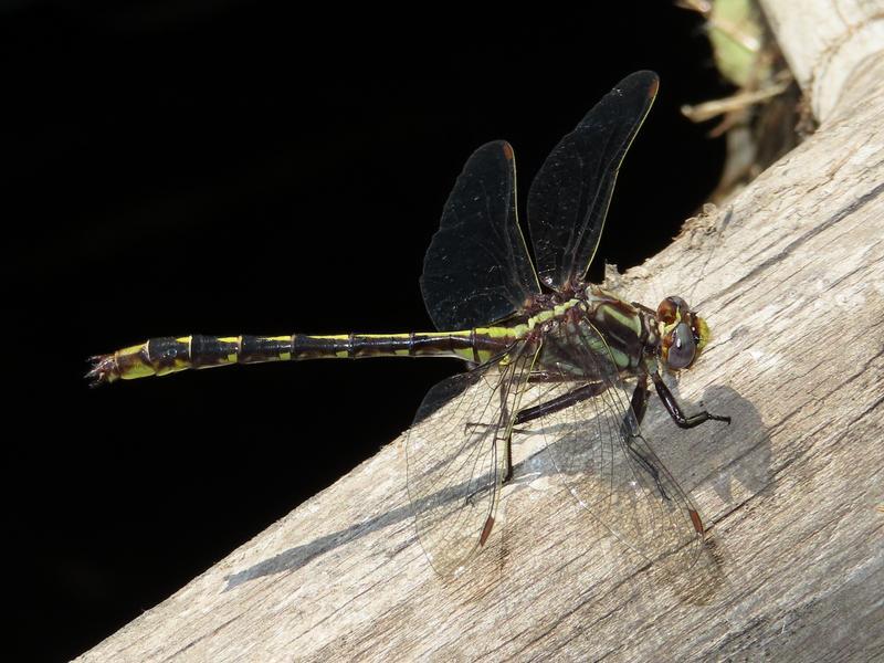 Photo of Ashy Clubtail