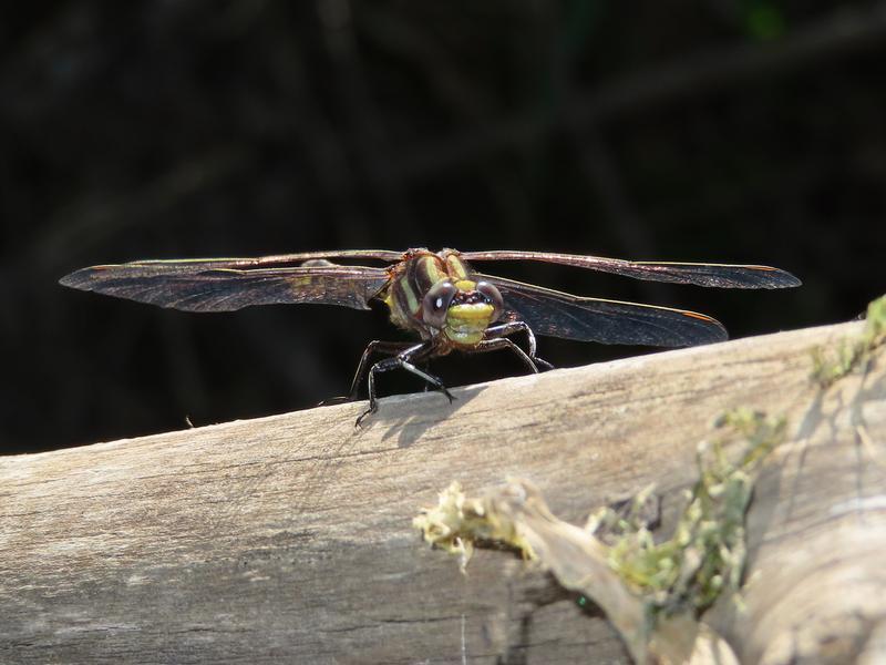 Photo of Ashy Clubtail