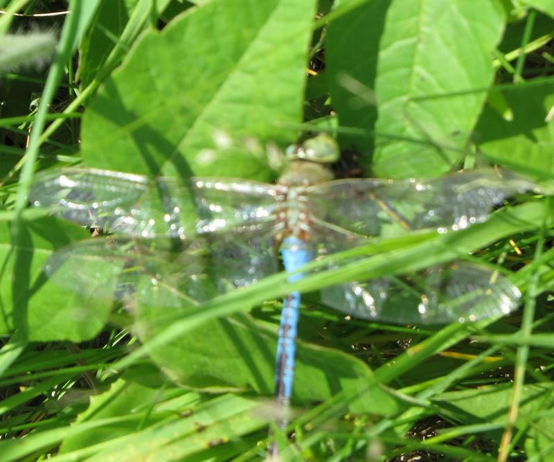 Photo of Common Green Darner