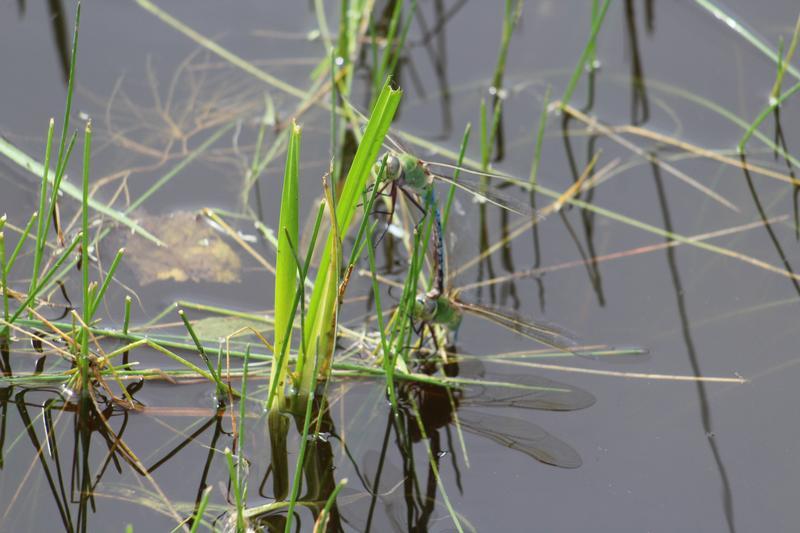 Photo of Common Green Darner
