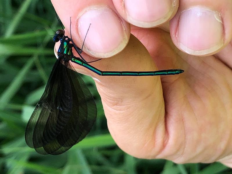 Photo of Ebony Jewelwing