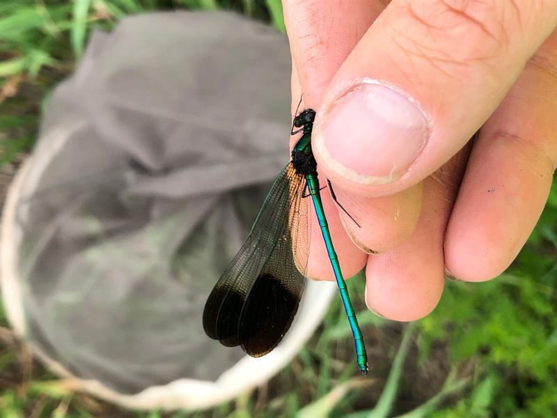 Photo of River Jewelwing