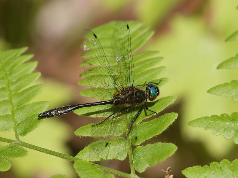 Photo of Racket-tailed Emerald