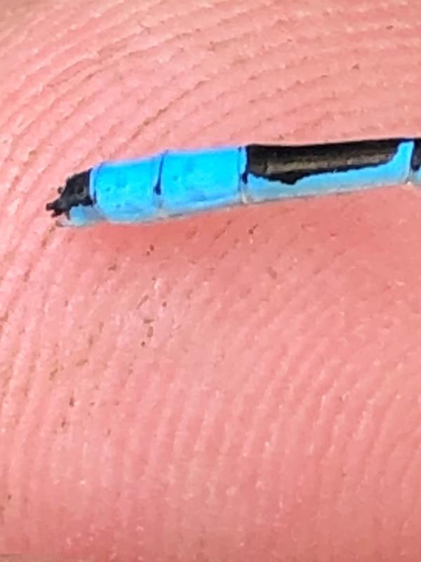 Photo of Marsh Bluet