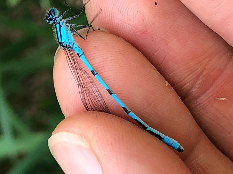 Photo of Marsh Bluet