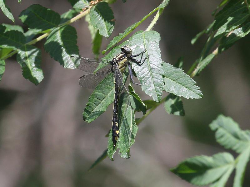 Photo of Splendid Clubtail