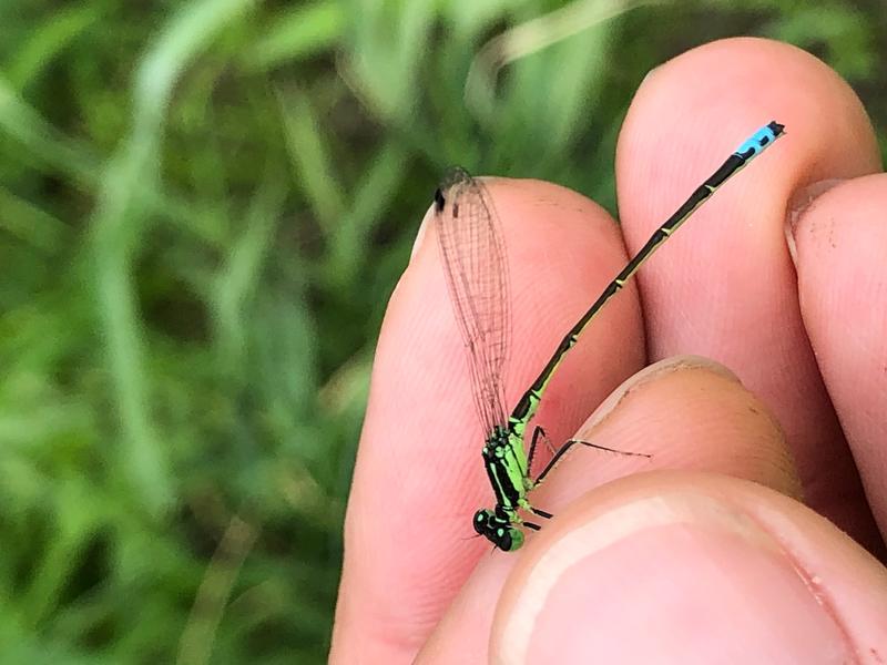 Photo of Eastern Forktail