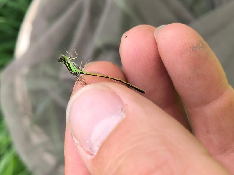 Photo of Fragile Forktail