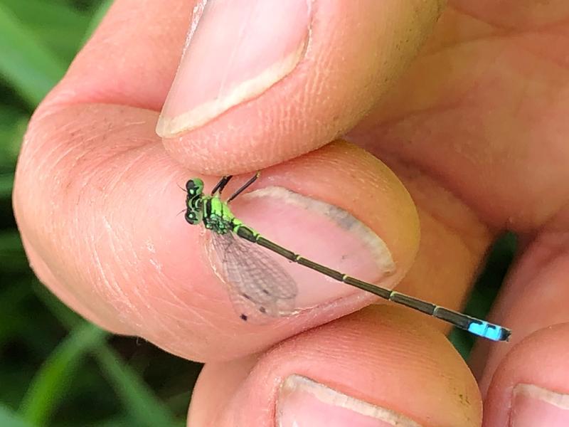 Photo of Eastern Forktail