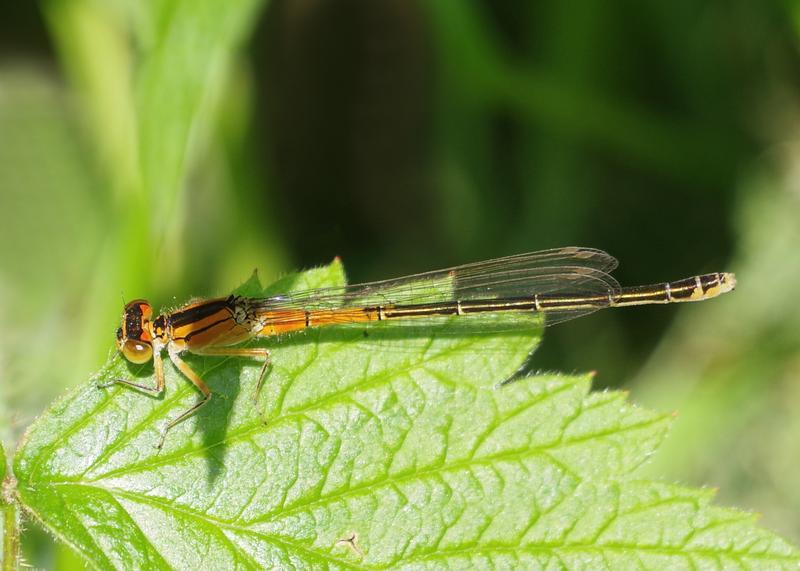 Photo of Eastern Forktail