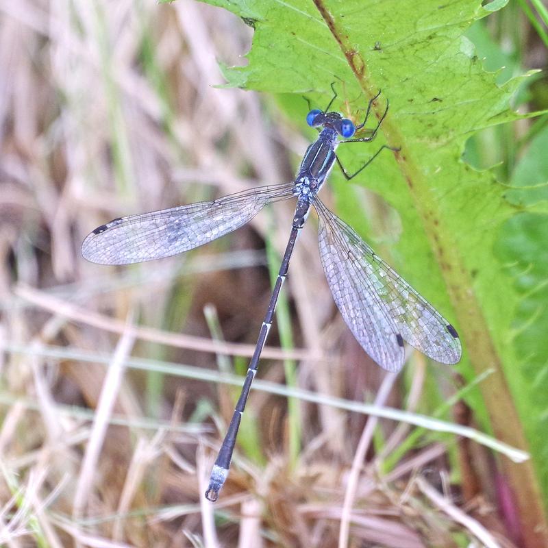 Photo of Southern Spreadwing