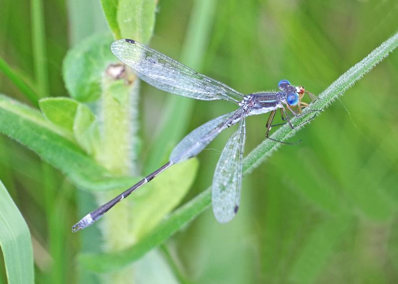 Photo of Southern Spreadwing