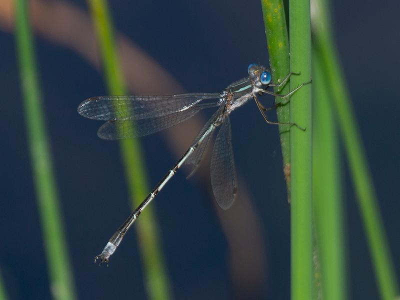 Photo of Southern Spreadwing