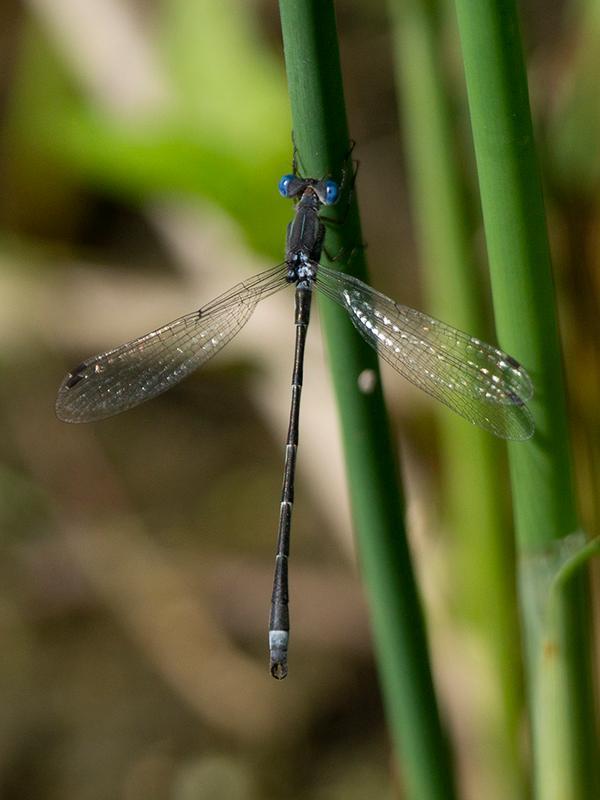 Photo of Southern Spreadwing