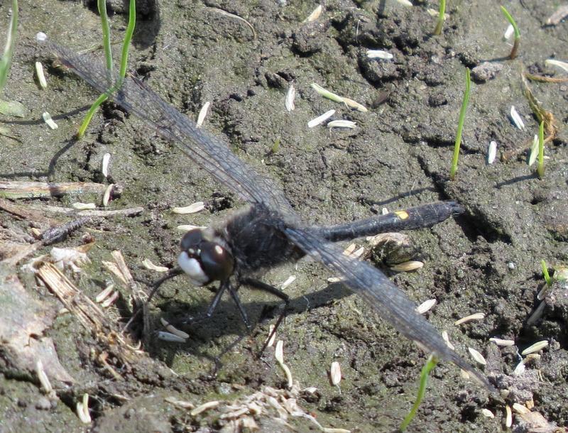 Photo of Dot-tailed Whiteface