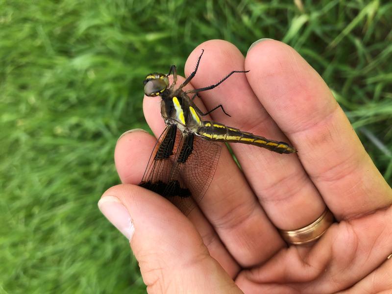 Photo of Twelve-spotted Skimmer