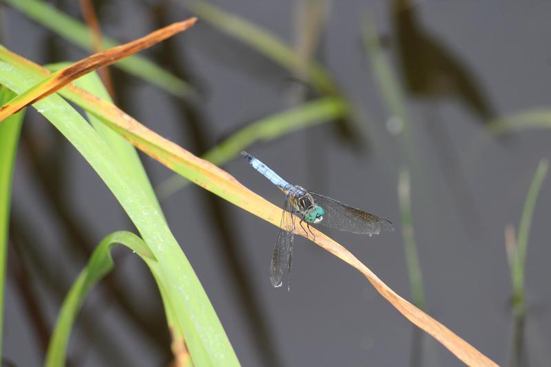 Photo of Blue Dasher